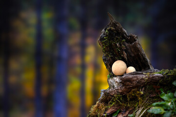 One of nature's wonderful creatures are mushrooms. Natural background.