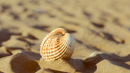 seashell on the beach