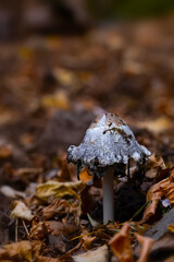 One of nature's wonderful creatures are mushrooms. Natural background.