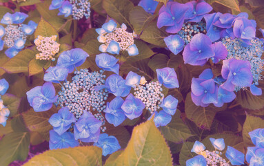 Blue hydrangea flowers in the garden