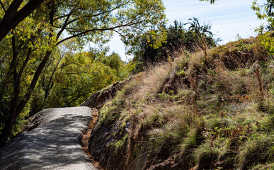 Trees green leaves summer good happy day in New Zealand hiking walking