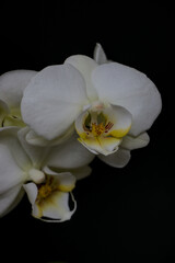 white orchid flower