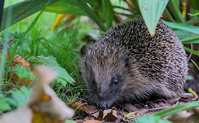 hedgehog in the grass
