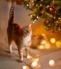 Katze vor dem Weihnachtsbaum 