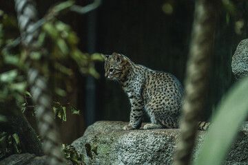 Eine Wildkatze sitzt auf einem Stein auf der Lauer