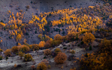 One of the forested regions of Turkey is Kızılcahamam. Türkiye.