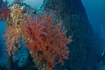 Dendronephthya hemprichi coral on the wrack in Egypt shallow sea. Soft corals during dive in Red Sea. Abundant marine life on the coral reef. 