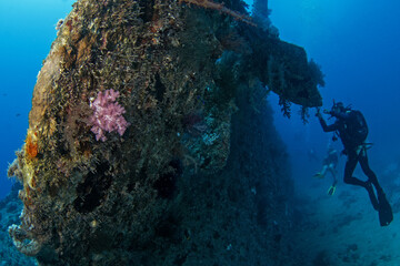 Dendronephthya hemprichi coral on the wrack in Egypt shallow sea. Soft corals during dive in Red Sea. Abundant marine life on the coral reef. 