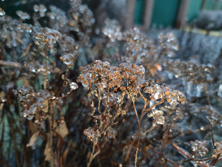 Frozen plant in ice snowy winter landscape branch completely covered with ice. Bright red-orange leaves on a bush covered icy droplets frozen drops unusual cold season scene artificial plant shell