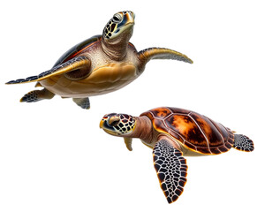 Sea turtle on a transparent background image