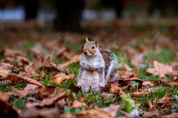 squirrel in the forest
