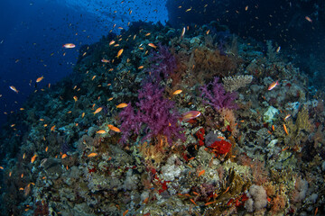 School of sea goldies fish around coral garden in Egypt. Pseudanthias squamipinnis during the dive in Red Sea. Abundant marine life on the coral reef.