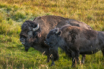 Wild Bison in Nature