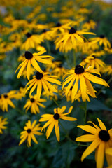 yellow flowers in the garden