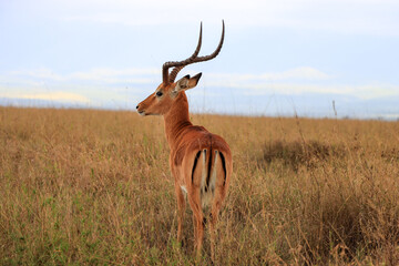 impala in the savannah