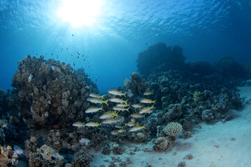 Yellowfin goatfish are swiming above  the coral reef. School of  mulloidichthys vanicolensis during dive in Egypt. Shoal of yellow goatfish with the sun. Marine life in Red sea. 