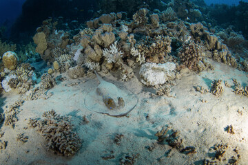 Bluespotted ribbontail ray on the sand bottom in Red sea. Ray with blue spotted. Taeniura lymma is looking for food. Marine life in Egypt. 
