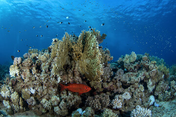 Priacanthus hamrur is hiding under the coral in Egypt. Red fish with big eye. Moontail bullseye in Red sea. 
