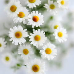daisy flower background