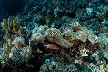 Sargocentron caudimaculatum is hiding under the coral in Egypt shallow sea. Silverspot squirrelfish during dive in Red Sea. Abundant marine life on the coral reef. 
