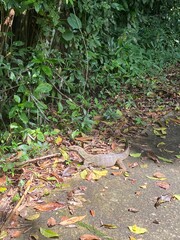Lizard monitor autumn leaves 