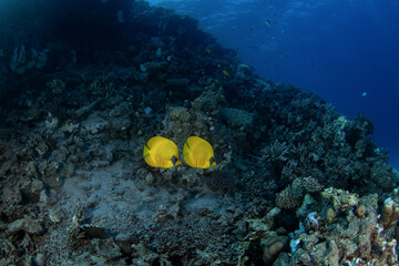 School of butterflyfish in Egypt. Blue cheeked butterflyfish near the bottom. Flat yellow fish on the coral reef. Marine life in Red sea.
