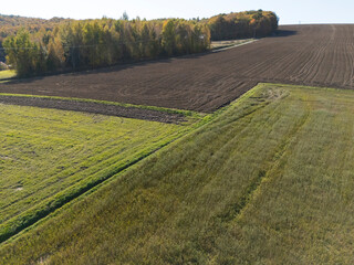 Fototapeta premium Aerial view of farmland showcasing different shades of green and brown fields, surrounded by trees under a clear blue sky. Ideal for agricultural and nature themes.