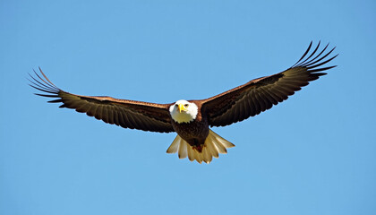 Fototapeta premium Bald Eagle Soaring in the Sky
