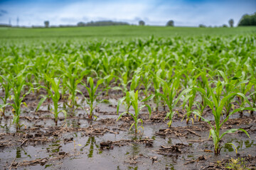 Row crop corn field with puddles of standing water from flooding conditions. 