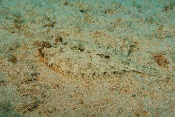 Flat masked fish (flounder) on the sandy seabed. Detail of  bottom flat dwelling fish (Bothidae). Travel photo, aquatic wildlife. Underwater macro photography from scuba diving with the marine life.