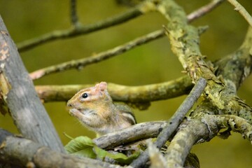 Chipmunk