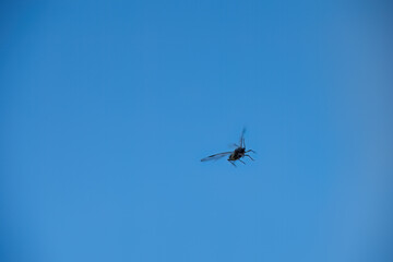 Flying insect against a clear blue sky
