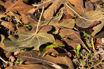 Scattered Dry Leaves on Grass in Sunlight
