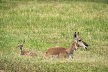 Pronghorn antelope resting in a meadow