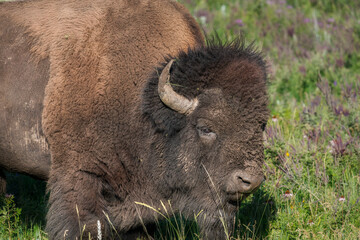 Wild Bison in Nature