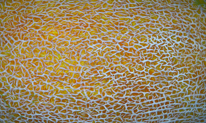 melon peel texture as background, texture