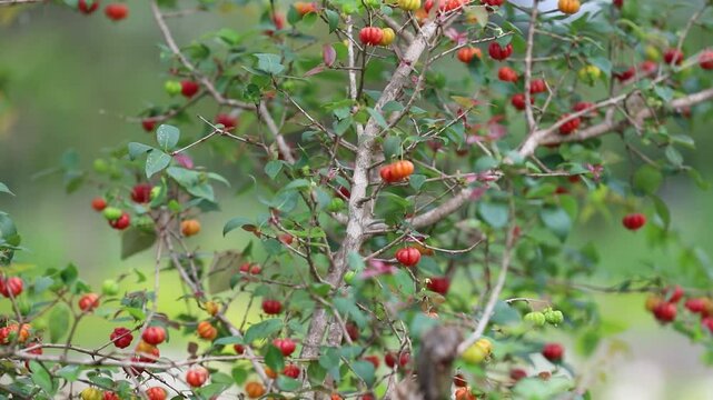 Tree loaded with ripe pitanga fruits (Eugenia uniflora), in panoramic video