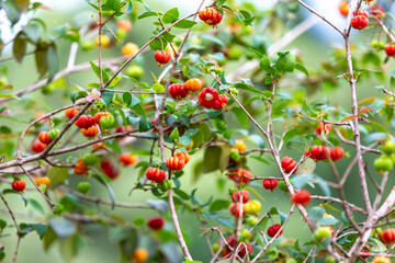 Ripe pitanga fruits (Eugenia uniflora),on the tree and blurred background