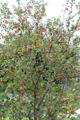 Ripe pitanga fruits (Eugenia uniflora),on the tree and blurred background
