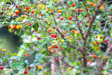 Ripe pitanga fruits (Eugenia uniflora),on the tree and blurred background