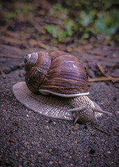 snail on a leaf