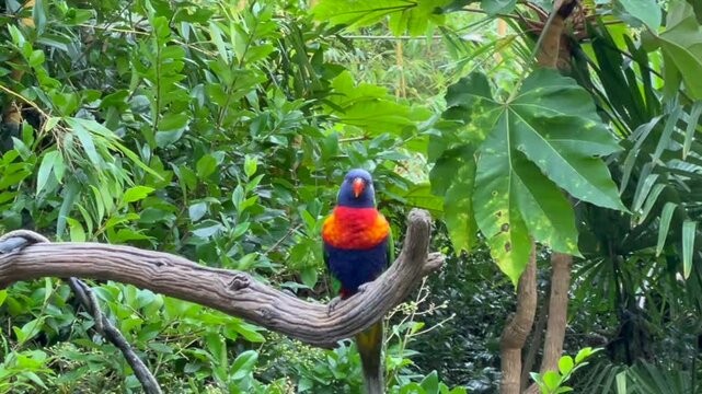 Bel oiseau coloré, le lori  ou loriquet arc-en-ciel