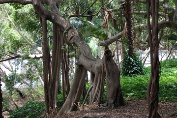 unusual curved tree with clusters of roots branches 