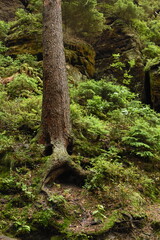 Obraz premium moss covered tree