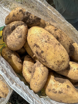 Spunta Potato Variety Hand Harvested Into Plastic Bags