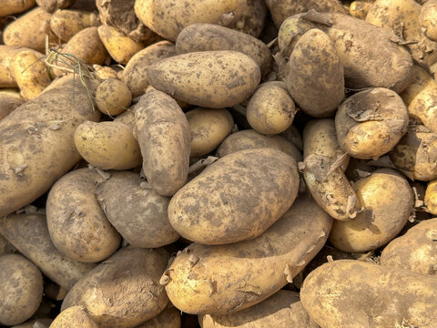 Spunta Variety Potato With Some Skinning At Harvest