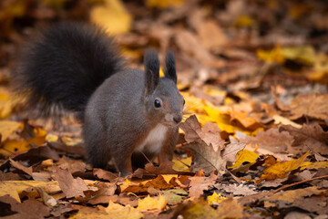 A squirrel in the autumn forest