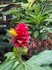 tropical flower
