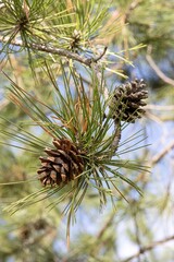 Closeup Shot of Pine Cone on the Branches