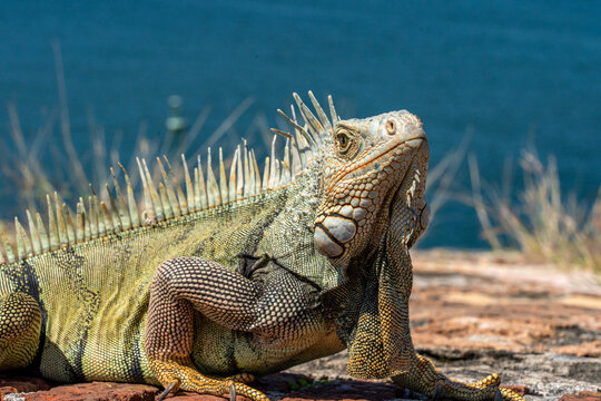 Iguanas on the wall of El Morro in Old San Juan Puerto RIco 